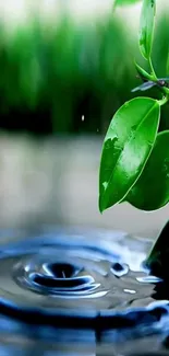 Vibrant green leaves above a rippling water surface.