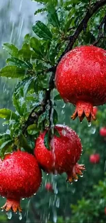 Vibrant pomegranates on branch with raindrops, lush and radiant.
