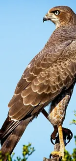 Majestic bird perched under a clear blue sky with greenery.