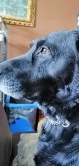 Profile view of a black dog with shiny fur indoors.