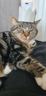 Tabby cat wearing a playful paper crown.