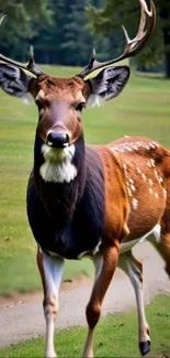 Majestic deer standing in a lush forest setting on a path.