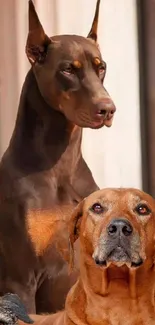 Elegant dogs in a regal pose on wallpaper.