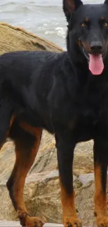 Black dog with pink tongue standing on coastal rocks.