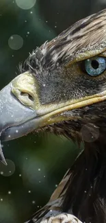 Close-up of a golden eagle with detailed feathers and sharp gaze.