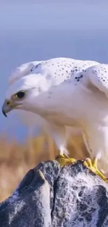 Majestic white falcon perched on a rocky ledge.