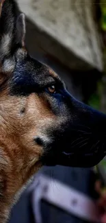 Profile view of a majestic German Shepherd dog.