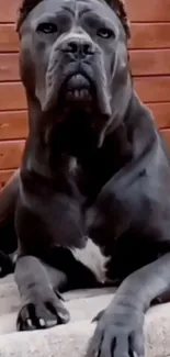 Majestic gray dog lounging against wooden background.