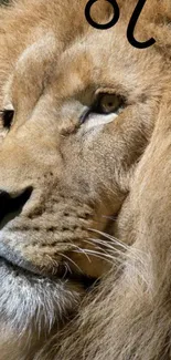 Close-up of a majestic lion's face with a golden mane.