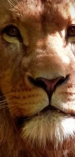 Close-up of a majestic lion's face with a rich brown mane.