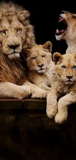 Lion family on dark background.