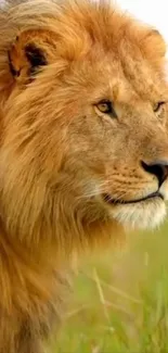 Majestic lion standing in green grassland.