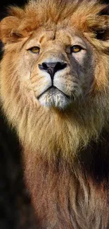 Close-up of a majestic lion on a dark background.