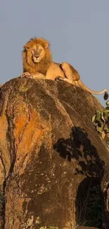 Lion reclining on a large rock under a clear sky, with plants nearby.