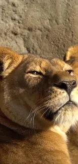 Regal lion pair resting in the sunlight.