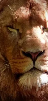 Close-up portrait of a majestic lion with closed eyes, highlighting its regal features.