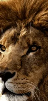 Close-up portrait of a majestic lion with a brown mane, ideal for phone wallpaper.