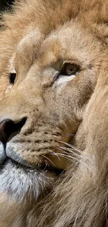 Portrait of a majestic lion with a tan mane and intense gaze.