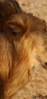 Lion in profile with golden mane in natural setting wallpaper.