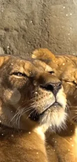 Two lionesses basking in golden sunlight against a rocky background.