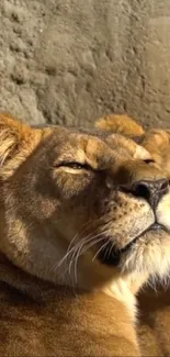 Golden lioness basks in sunlight against rustic backdrop.