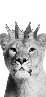 Monochrome lioness with a crown wallpaper.