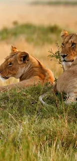 Two majestic lions resting on the African savanna with a golden brown backdrop.