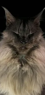 Majestic Maine Coon cat with dark fur on black background.