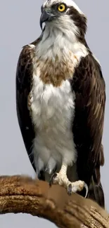 Regal osprey perched on a branch, showcasing its majestic presence.