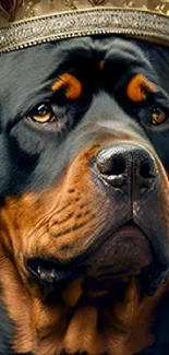 Rottweiler wearing a crown on dark background.