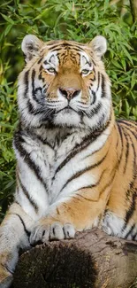 Majestic tiger resting in lush jungle surroundings.