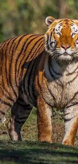 Majestic tiger standing in lush green jungle setting.