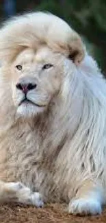 Majestic white lion with a flowing mane, resting in a natural landscape.