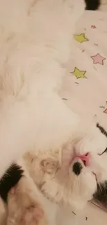 Relaxing black and white cat on a starry blanket wallpaper.