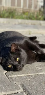 Relaxed black cat lying on a sunny paved street.