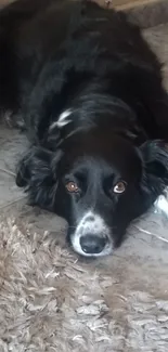 Relaxed Border Collie lying on a textured floor.