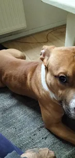 Brown dog resting on a gray carpet in a cozy setting.