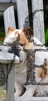 Bulldog relaxing on a wooden chair in a lush garden.