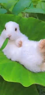 White bunny lounging on a large green leaf.