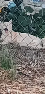 White cat lounging behind garden fence.