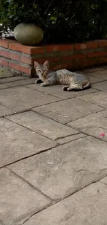 A relaxed cat lying on a stone path in a garden setting.