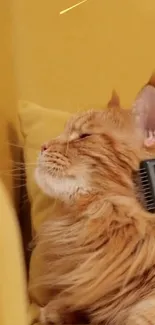 A relaxed cat being groomed on a yellow couch.