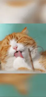 Orange tabby cat licking its paw on a soft blue background.