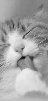 Monochrome image of a cat grooming itself elegantly.