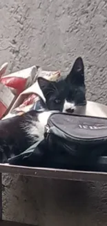 Black and white cat resting on a shelf, creating a cozy and peaceful scene.