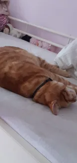 Orange tabby cat sleeping on a white bed.