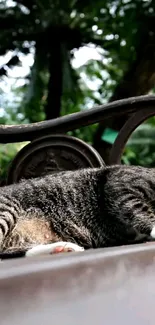 Cat resting on a bench amidst lush greenery.