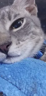 Relaxed gray cat lying on a blue blanket.