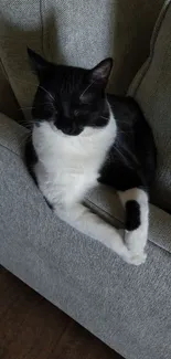 Black and white cat lounging on a gray couch.