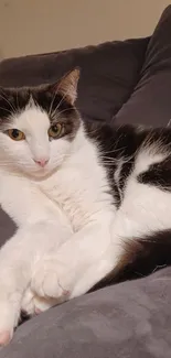 Cute black and white cat relaxing on a grey sofa.